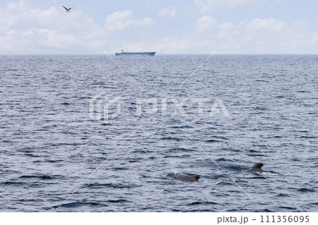 Two pilot whales and flying seagull animate Andenes maritime scene, cargo ship on horizon Two pilot whales and flying seagull animate Andenes maritime scene, cargo ship on horizon 111356095