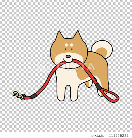 Shiba Inu holding a walking leash in its mouth Shiba Inu holding a walking leash in its mouth 111356221