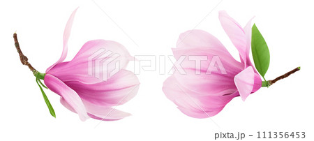 Pink magnolia flower isolated on white background with full depth of field. Top view. Flat lay. 111356453