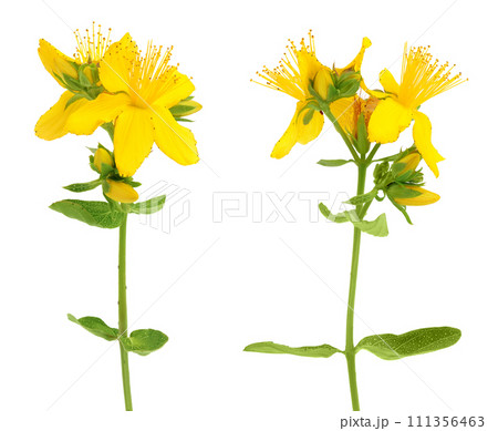 saint john's wort or Hypericum flowers isolated on white background saint john's wort or Hypericum flowers isolated on white background 111356463