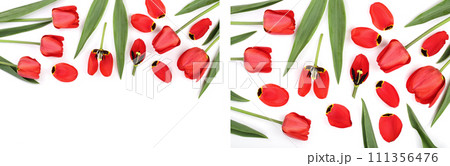 Beautiful red tulips on white background with copy space for text. Top view, flat lay 111356476