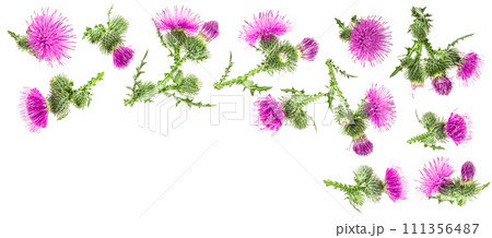 milk thistle flower isolated on white background with copy space for your text. Top view. Flat lay pattern milk thistle flower isolated on white background with copy space for your text. Top view. Flat lay pattern 111356487