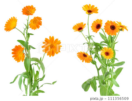 Bushes of orange Calendula flowers background . Isolated on white 111356509