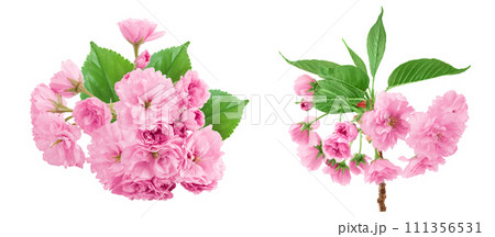 Sakura flower cherry blossom isolated on white background with full depth of field 111356531