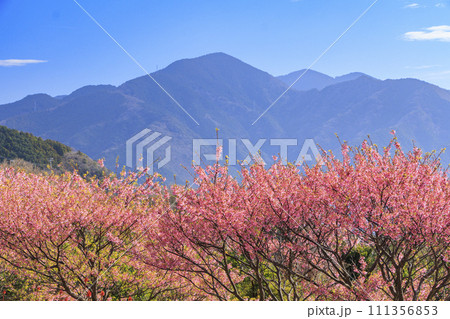 伊豆市恋人岬の満開の土肥桜 111356853