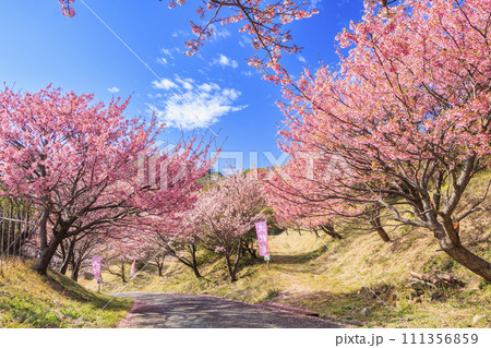伊豆市恋人岬の満開の土肥桜 111356859