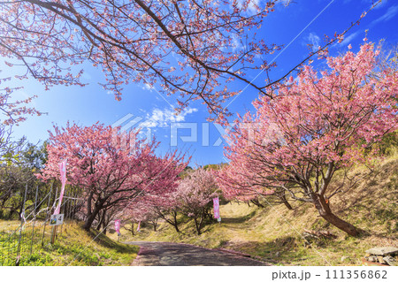 伊豆市恋人岬の満開の土肥桜 伊豆市恋人岬の満開の土肥桜 111356862