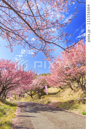 伊豆市恋人岬の満開の土肥桜 伊豆市恋人岬の満開の土肥桜 111356864