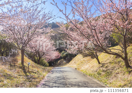 伊豆市恋人岬の満開の土肥桜 111356871