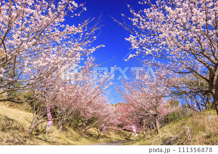 伊豆市恋人岬の満開の土肥桜 伊豆市恋人岬の満開の土肥桜 111356878