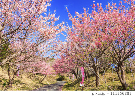 伊豆市恋人岬の満開の土肥桜 111356883