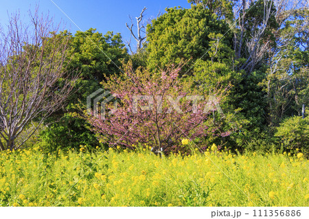 伊豆市恋人岬の満開の土肥桜 111356886