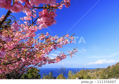 伊豆市恋人岬の満開の土肥桜 伊豆市恋人岬の満開の土肥桜 111356887