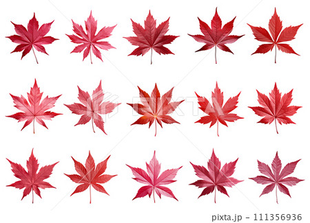 Japanese maple leaf vector set isolated on white background Japanese maple leaf vector set isolated on white background 111356936