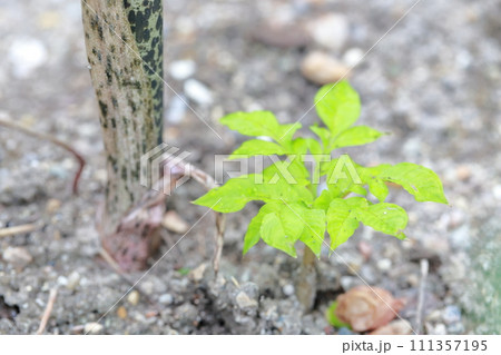 茎が斑模様の植物　コンニャク 111357195