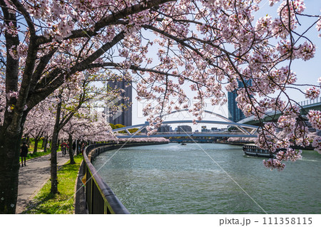 春の大川沿いの桜並木 飛翔橋付近 111358115