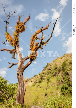 Tree with withered branches with plants on it on blue sky in Himalayas. Fluffy tree. Wilderness concept. Himalayan landscape. Lonely tree on mountain peak. Amazing nature. Travel in Nepal. Tree with withered branches with plants on it on blue sky in Himalayas. Fluffy tree. Wilderness concept. Himalayan landscape. Lonely tree on mountain peak. Amazing nature. Travel in Nepal. 111358155