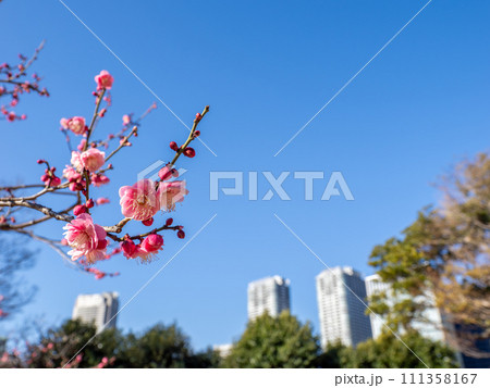 都会の公園に咲く梅の花と青空 都会の公園に咲く梅の花と青空 111358167