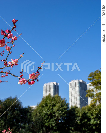 都会の公園に咲く梅の花と青空 111358168