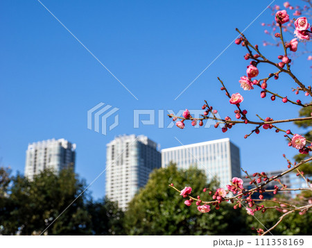 都会の公園に咲く梅の花と青空 都会の公園に咲く梅の花と青空 111358169