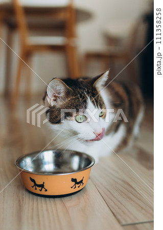 Beautiful feline cat eating on a metal dog bowl. Cute domestic animal. House comfort concept, indoor. Cope space. Beautiful feline cat eating on a metal dog bowl. Cute domestic animal. House comfort concept, indoor. Cope space. 111358258