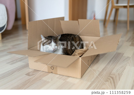 European cat in a delivery paper box. The concept of buying a new home or relocation. Pet sitting in a cardboard box. Looking cat in removal box 111358259