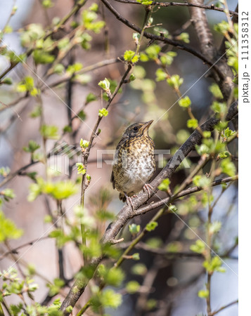 A fieldfare chick, Turdus pilaris, has left the nest and is sitting on a branch. A chick of fieldfare sitting and waiting for a parent on a branch. A fieldfare chick, Turdus pilaris, has left the nest and is sitting on a branch. A chick of fieldfare sitting and waiting for a parent on a branch. 111358312