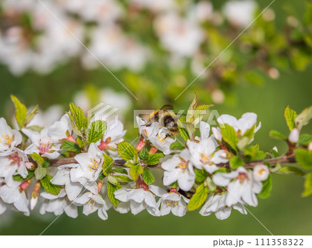 Bumblebee insect on white blooming cherry blossom. Bumblebee insect. The family of bees. Blossoming of whiskey. White flower. The Cherry Orchard. Pollination of trees. Bumblebee insect on white blooming cherry blossom. Bumblebee insect. The family of bees. Blossoming of whiskey. White flower. The Cherry Orchard. Pollination of trees. 111358322