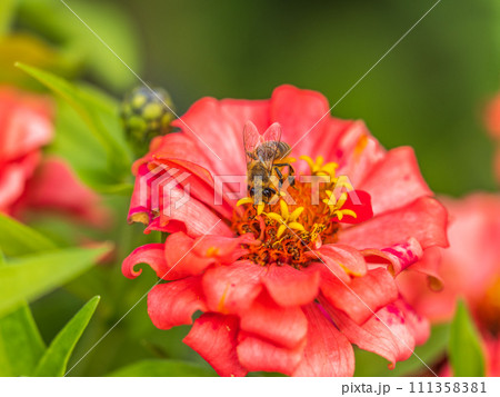 A bee collects nectar from Red marigolds flower in the garden in summer close-up. 111358381