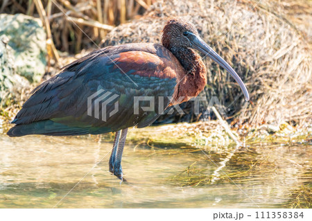 The glossy ibis, latin name Plegadis falcinellus, searching for food in the shallow lagoon. 111358384