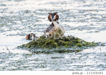 Great Crested Grebe, Podiceps cristatus, water bird sitting on the nest, nesting time on the green lake 111358391