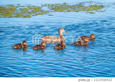 A family of ducks, a duck and its little ducklings are swimming in the water. The duck takes care of its newborn ducklings. Mallard, lat. Anas platyrhynchos 111358412