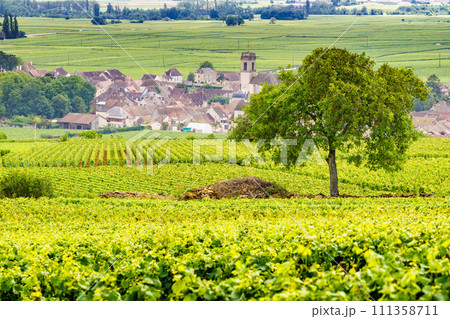 Vineyards and Pommard village, Burgundy in France. 111358711