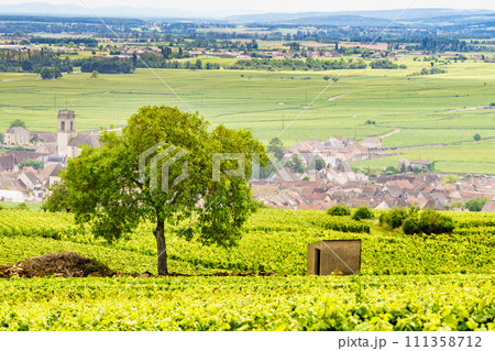 Vineyards and Pommard village, Burgundy in France. 111358712