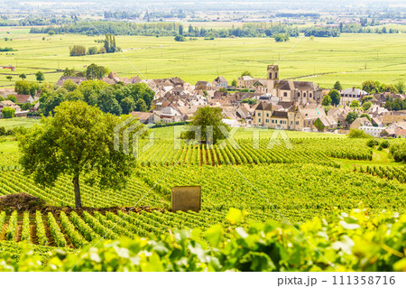 Vineyards and Pommard village, Burgundy in France. 111358716