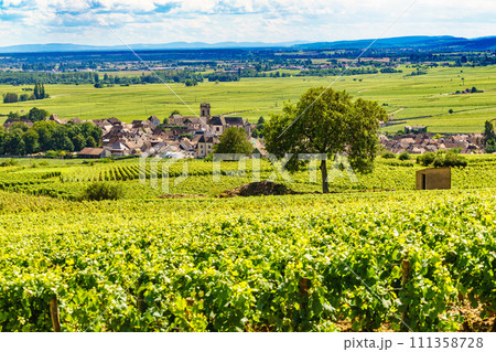 Vineyards and Pommard village, Burgundy in France. 111358728