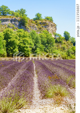 Lavender field in mountain, France. Lavender field in mountain, France. 111358807