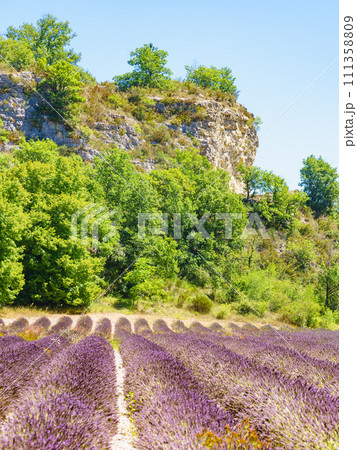 Lavender field in mountain, France. 111358809