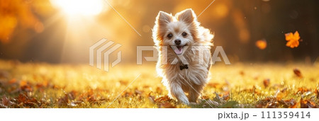 Beautiful fluffy dog walking in the grass 111359414