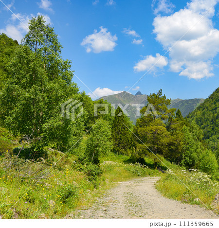 Rocky path in the mountains covered with forest Rocky path in the mountains covered with forest 111359665