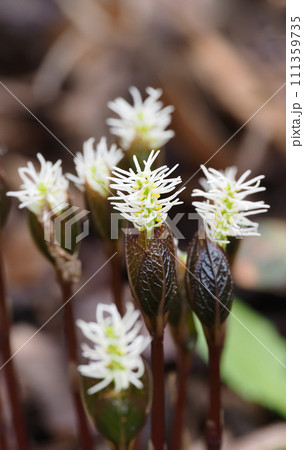 ヒトリシズカの花 ヒトリシズカの花 111359735