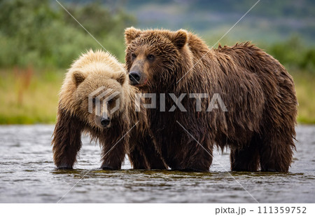 Brown Bear Fishing for Sockeye Salmon in Alaksa  111359752