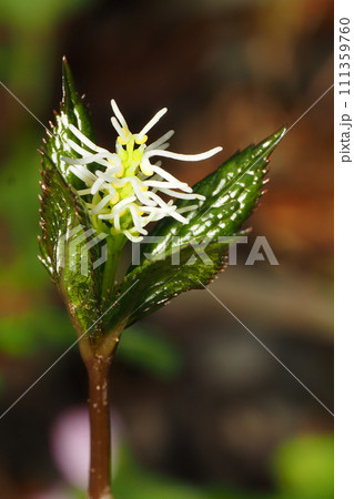 ヒトリシズカの花 ヒトリシズカの花 111359760