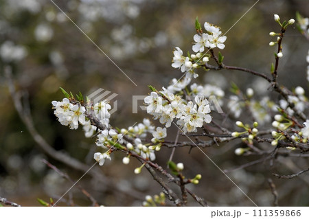 スモモの花 111359866