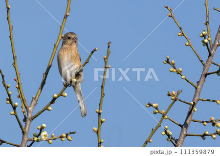 梅の木の枝にとまるベニマシコ雌 111359879