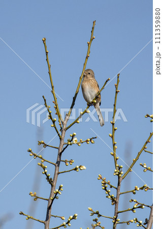 梅の木の枝にとまるベニマシコ雌 111359880