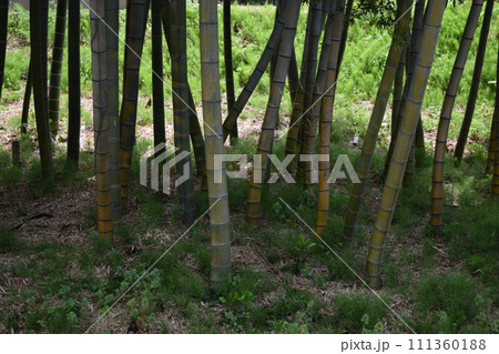 春の竹林 111360188