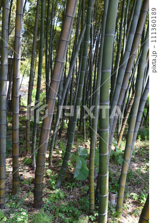 春の竹林 111360189
