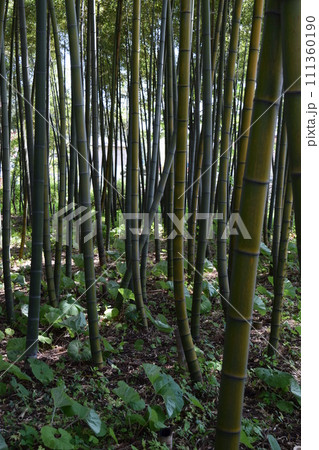 春の竹林 111360190