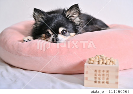 チワワと節分の豆　節分 111360562